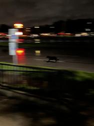 Found/Stray Unknown Dog last seen Timmy Chans and Sterling Inn, Houston, TX 77054