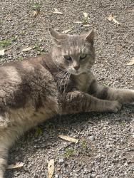 Found/Stray Unknown Cat last seen Bordentown Crosswicks Rd, Chesterfield Township, NJ 08515