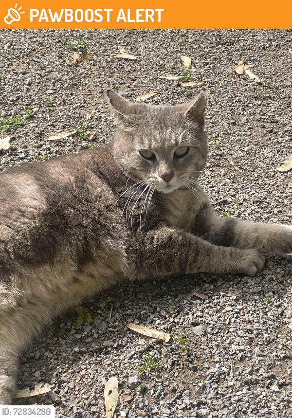 Found/Stray Unknown Cat last seen Bordentown Crosswicks Rd, Chesterfield Township, NJ 08515