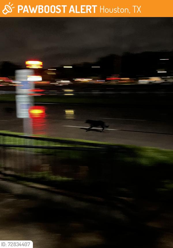 Found/Stray Unknown Dog last seen Timmy Chans and Sterling Inn, Houston, TX 77054