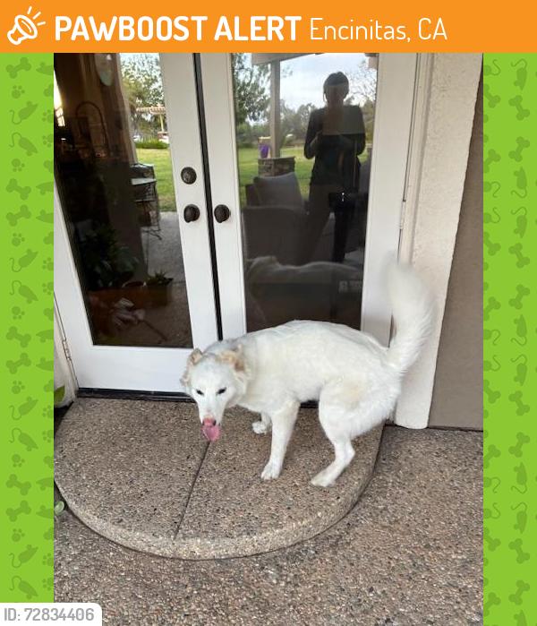 Found/Stray Unknown Dog last seen Lone Jack Road, Encinitas, CA 92024