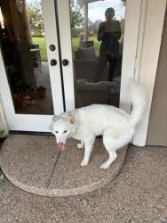 Found/Stray Unknown Dog last seen Lone Jack Road, Encinitas, CA 92024