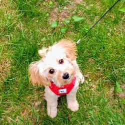 Lost Female Dog last seen Capitol, Milwaukee, WI 53216