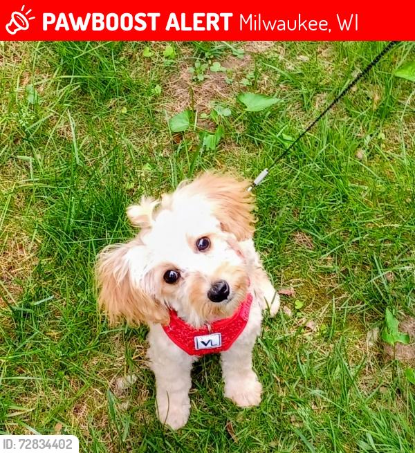 Lost Female Dog last seen Capitol, Milwaukee, WI 53216