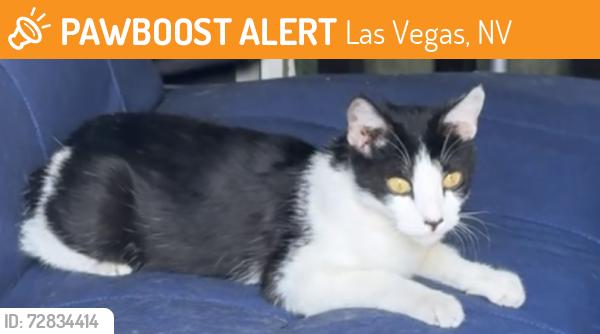 Found/Stray Unknown Cat last seen North Decatur and Gowan, Las Vegas, NV 89130
