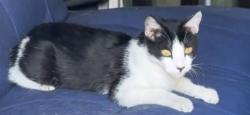 Found/Stray Unknown Cat last seen North Decatur and Gowan, Las Vegas, NV 89130
