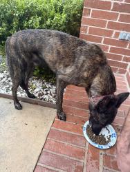 Found/Stray Male Dog last seen Blackcastle/Terrance Oaks, Houston, TX 77068
