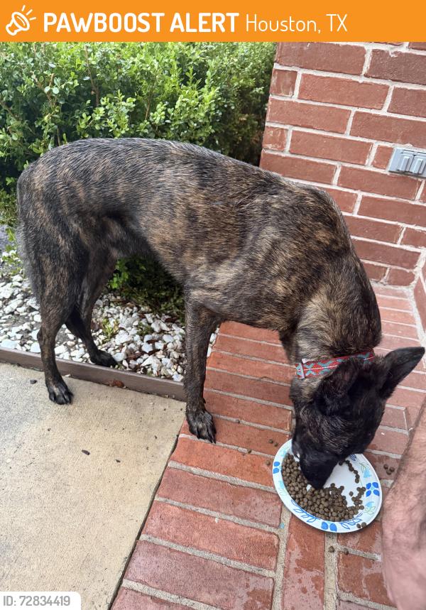 Found/Stray Male Dog last seen Blackcastle/Terrance Oaks, Houston, TX 77068