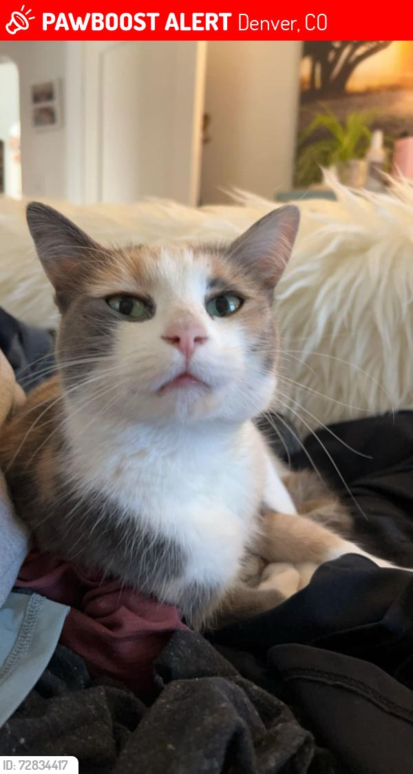 Lost Female Cat last seen 35th Depew, Denver, CO 80212