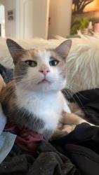 Lost Female Cat last seen 35th Depew, Denver, CO 80212