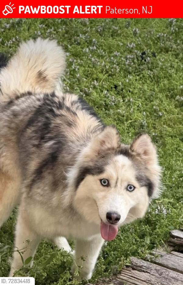 Lost Female Dog last seen St joseph parking lot , Paterson, NJ 07503