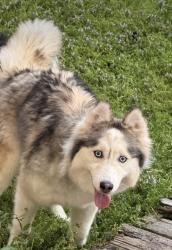 Lost Female Dog last seen St joseph parking lot , Paterson, NJ 07503