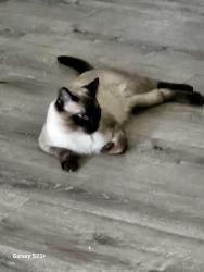 Lost Male Cat last seen Near w 1465 n, St. George, UT 84770