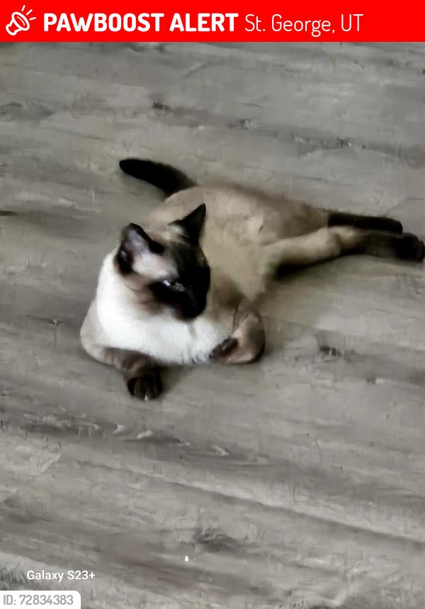 Lost Male Cat last seen Near w 1465 n, St. George, UT 84770
