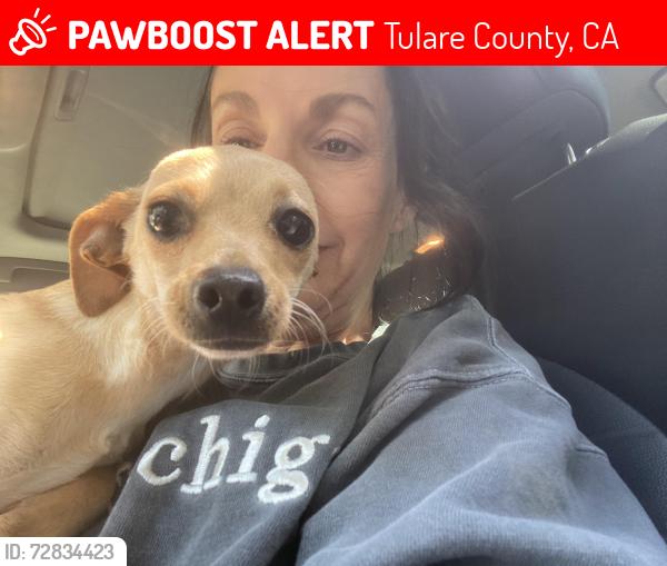 Lost Female Dog last seen Avenue 206, Tulare County, CA 93247