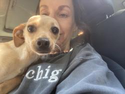 Lost Female Dog last seen Avenue 206, Tulare County, CA 93247