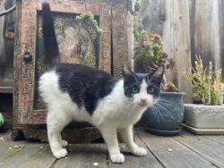 Found/Stray Unknown Cat last seen Jayne Ave & Euclid, Oakland, Oakland, CA 94610