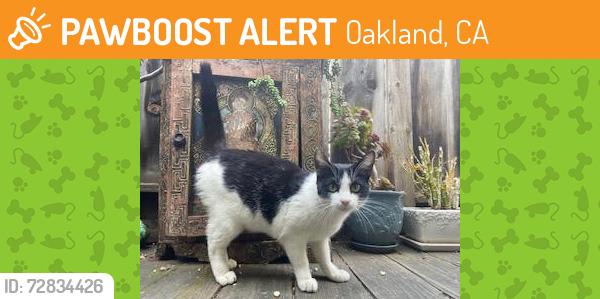 Found/Stray Unknown Cat last seen Jayne Ave & Euclid, Oakland, Oakland, CA 94610