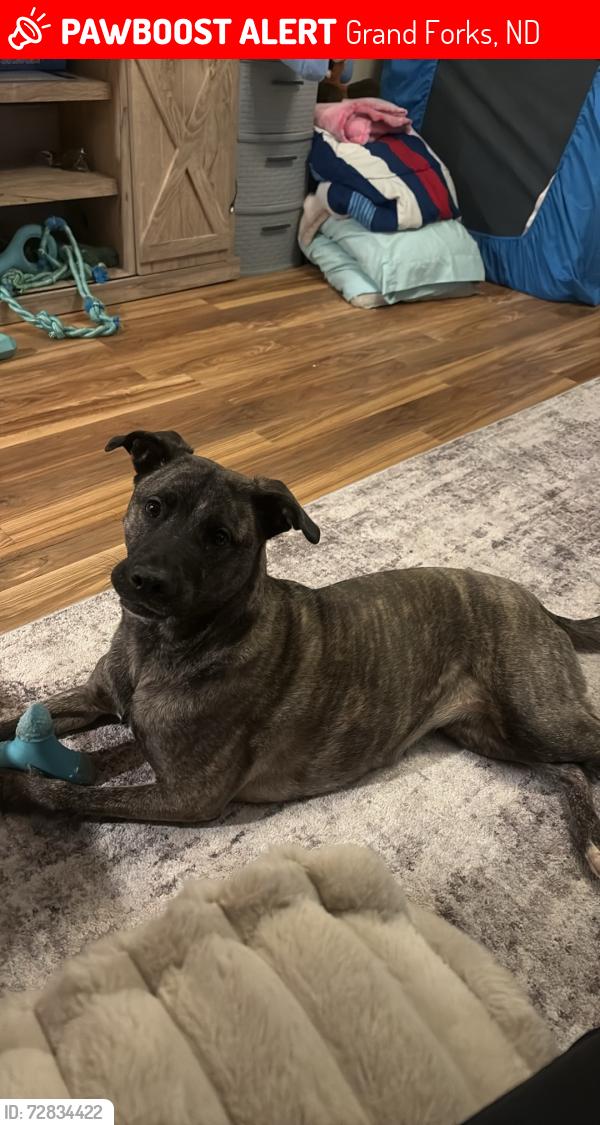 Lost Female Dog last seen 10th St & 32nd Ave Schoeder Middle School, Grand Forks, ND 58201