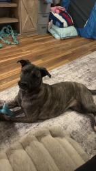 Lost Female Dog last seen 10th St & 32nd Ave Schoeder Middle School, Grand Forks, ND 58201