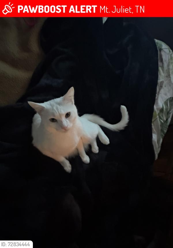 Lost Male Cat last seen Charlie Daniel’s Park, Mt. Juliet, TN 37122