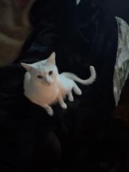 Lost Male Cat last seen Charlie Daniel’s Park, Mt. Juliet, TN 37122