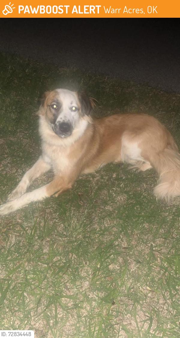 Found/Stray Unknown Dog last seen Lake Hefner Britton Road and Wilshire, Warr Acres, OK 73132