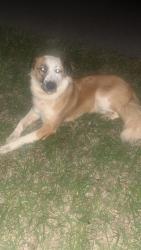 Found/Stray Unknown Dog last seen Lake Hefner Britton Road and Wilshire, Warr Acres, OK 73132