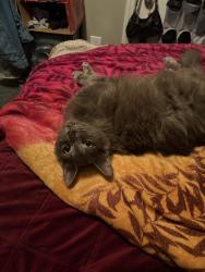 Lost Male Cat last seen Charlie Daniel’s Park, Mt. Juliet, TN 37122