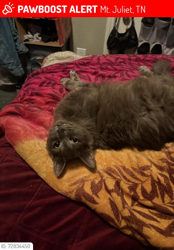 Lost Male Cat last seen Charlie Daniel’s Park, Mt. Juliet, TN 37122