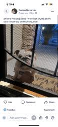 Found/Stray Unknown Dog last seen honeyle ave, Hesperia, CA 92344