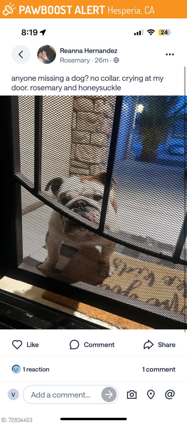 Found/Stray Unknown Dog last seen honeyle ave, Hesperia, CA 92344