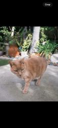 Lost Female Cat last seen Foxglove, Encinitas, CA 92024