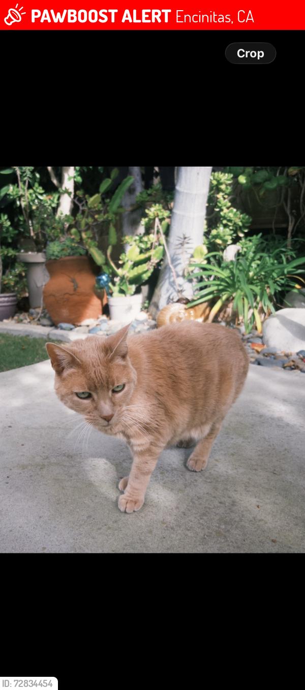 Lost Female Cat last seen Foxglove, Encinitas, CA 92024