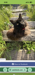 Lost Female Cat last seen Fern Avenue.     Wall Street , Salt Lake City, UT 84103