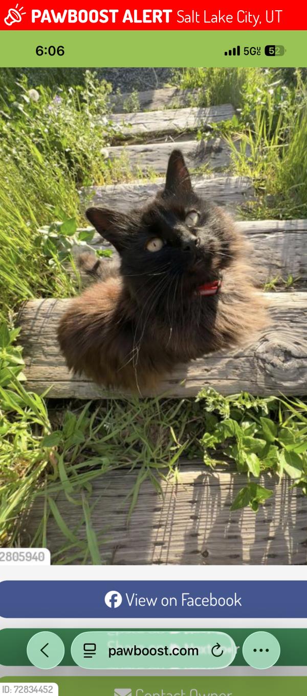 Lost Female Cat last seen Fern Avenue.     Wall Street , Salt Lake City, UT 84103