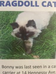 Lost Female Cat last seen Hennessy Ave & Tennyson St, Elwood, VIC 3184