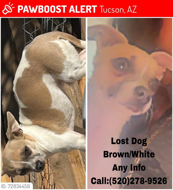 Lost Male Dog last seen Near and ajo, Tucson, AZ 85714