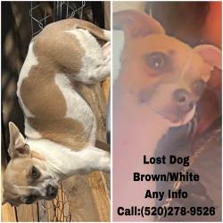 Lost Male Dog last seen Near and ajo, Tucson, AZ 85714
