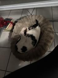 Lost Male Dog last seen Last seen in Ridge Hollow Drive area, Houston, TX 77014
