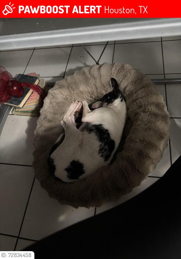 Lost Male Dog last seen Last seen in Ridge Hollow Drive area, Houston, TX 77014