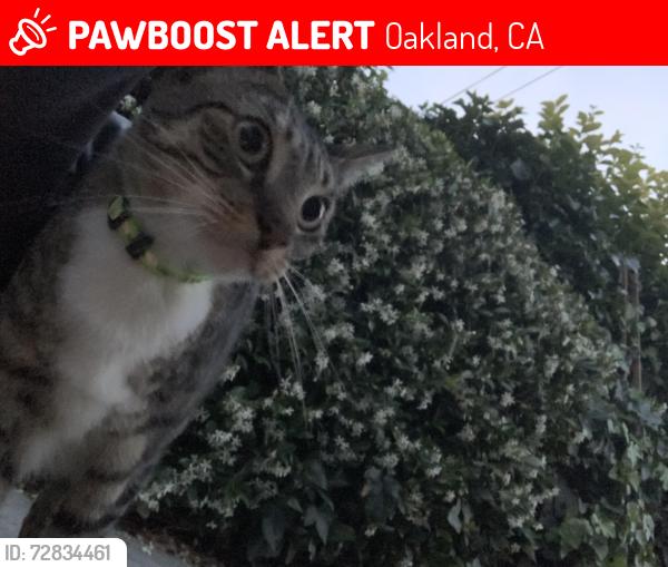 Lost Unknown Cat last seen On e28th st between 9th and 10th avenue. Near tan jw enterprise port a potty , Oakland, CA 94606