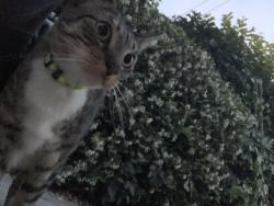 Lost Unknown Cat last seen On e28th st between 9th and 10th avenue. Near tan jw enterprise port a potty , Oakland, CA 94606