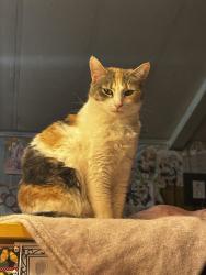 Lost Female Cat last seen Nearest streets are salman way and Cunningham way, Reno, NV 89506
