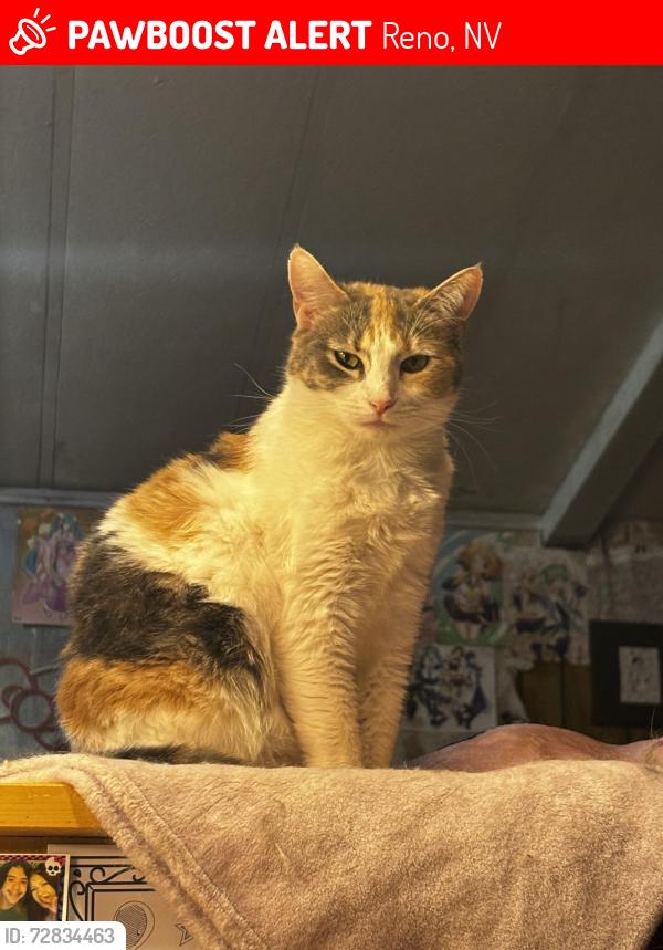 Lost Female Cat last seen Nearest streets are salman way and Cunningham way, Reno, NV 89506