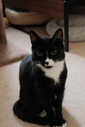 Lost Female Cat last seen New York and Encinal Avenue, Glendale, CA 91214