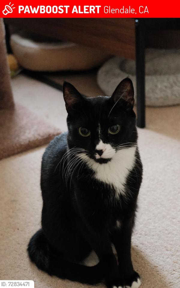 Lost Female Cat last seen New York and Encinal Avenue, Glendale, CA 91214
