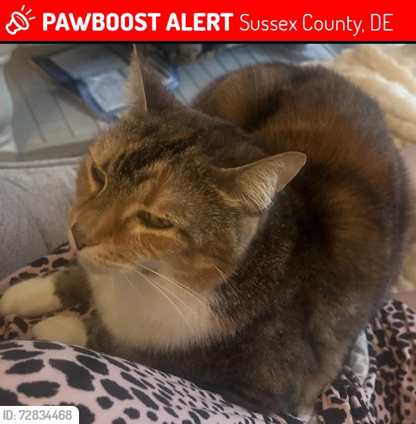 Lost Female Cat last seen Zoar rd Avalon Rd, Sussex County, DE 19947