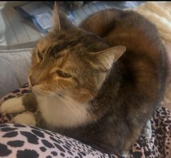 Lost Female Cat last seen Zoar rd Avalon Rd, Sussex County, DE 19947