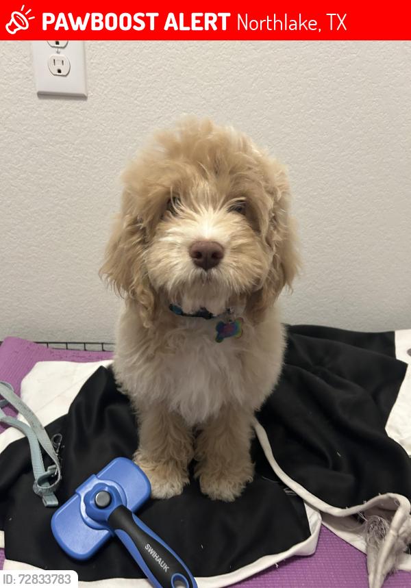 Lost Male Dog last seen Near and cleaveland, Northlake, TX 76226